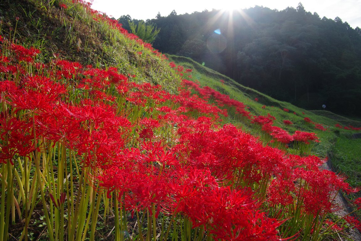 �q�K���o�i