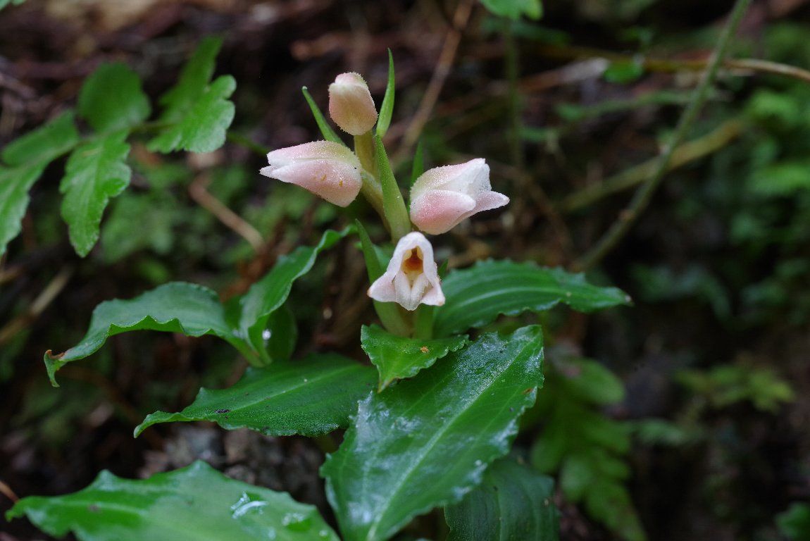 �A�P�{�m�V���X����