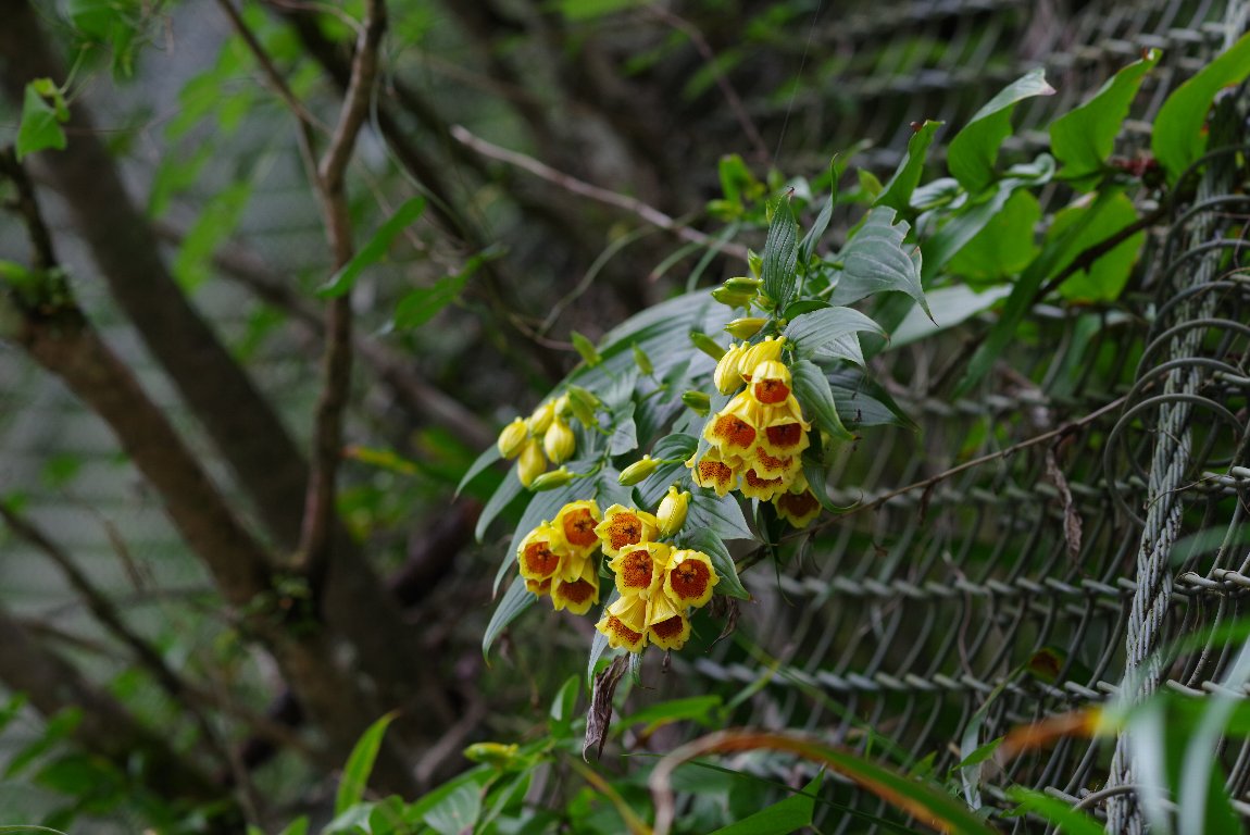 �L�C�W���E���E�z�g�g�M�X