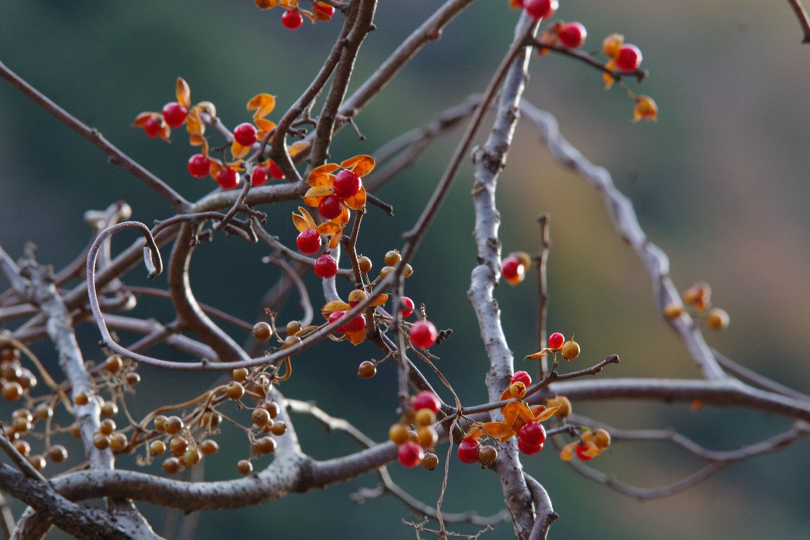 �c���E�����h�L