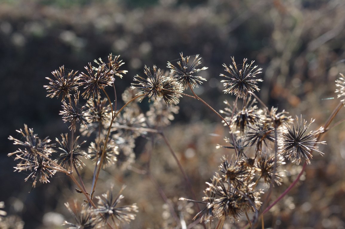 �R�Z���_���O�T