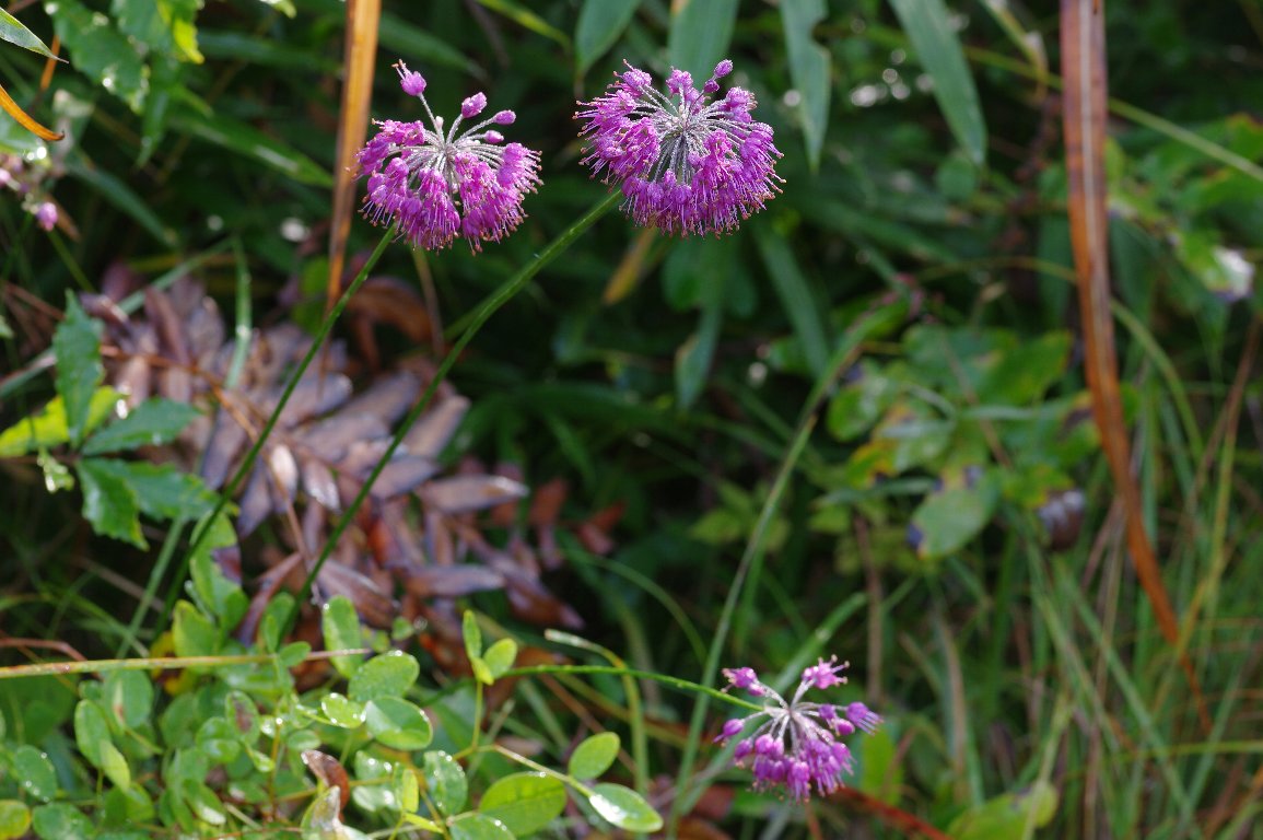 ���}���b�L���E