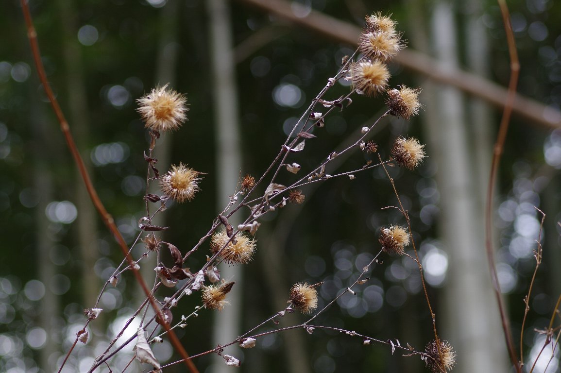 �L�N�o���}�{�N�`