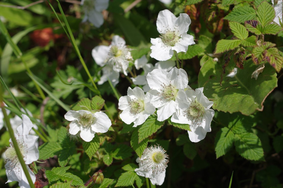 �N�T�C�`�S