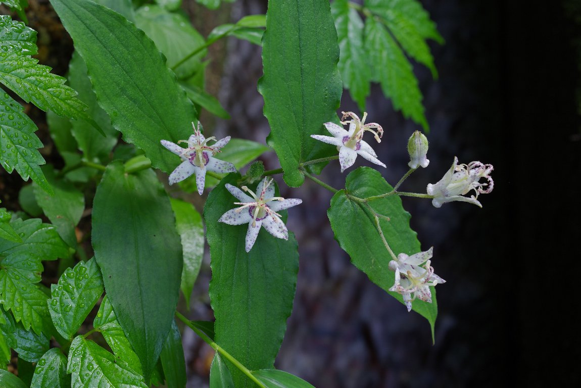 ���}�W�m�z�g�g�M�X