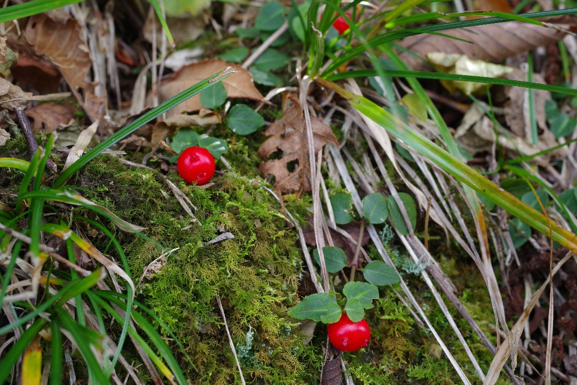 �c���A���h�I�V