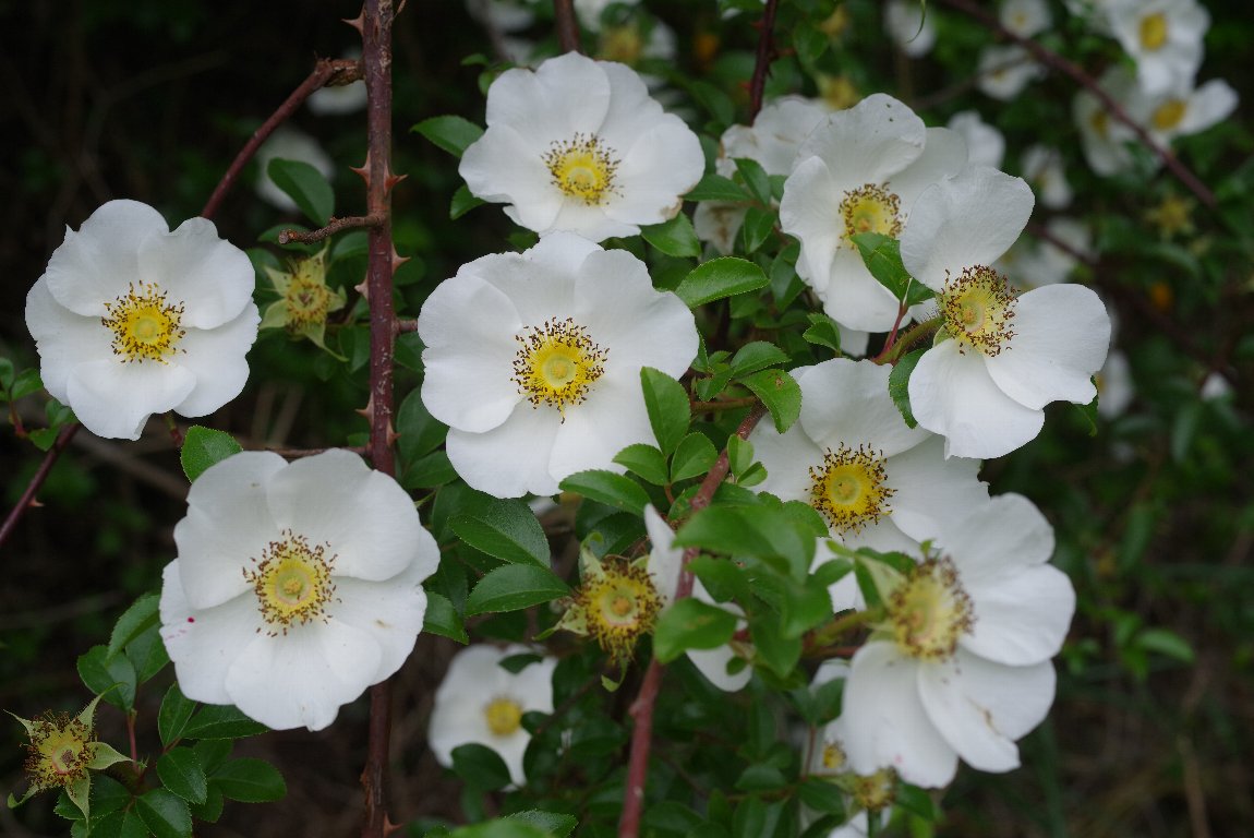 �i�j���C�o��