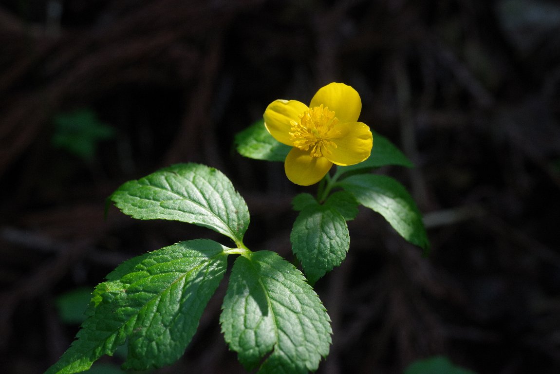 ���}�u�L�\�E