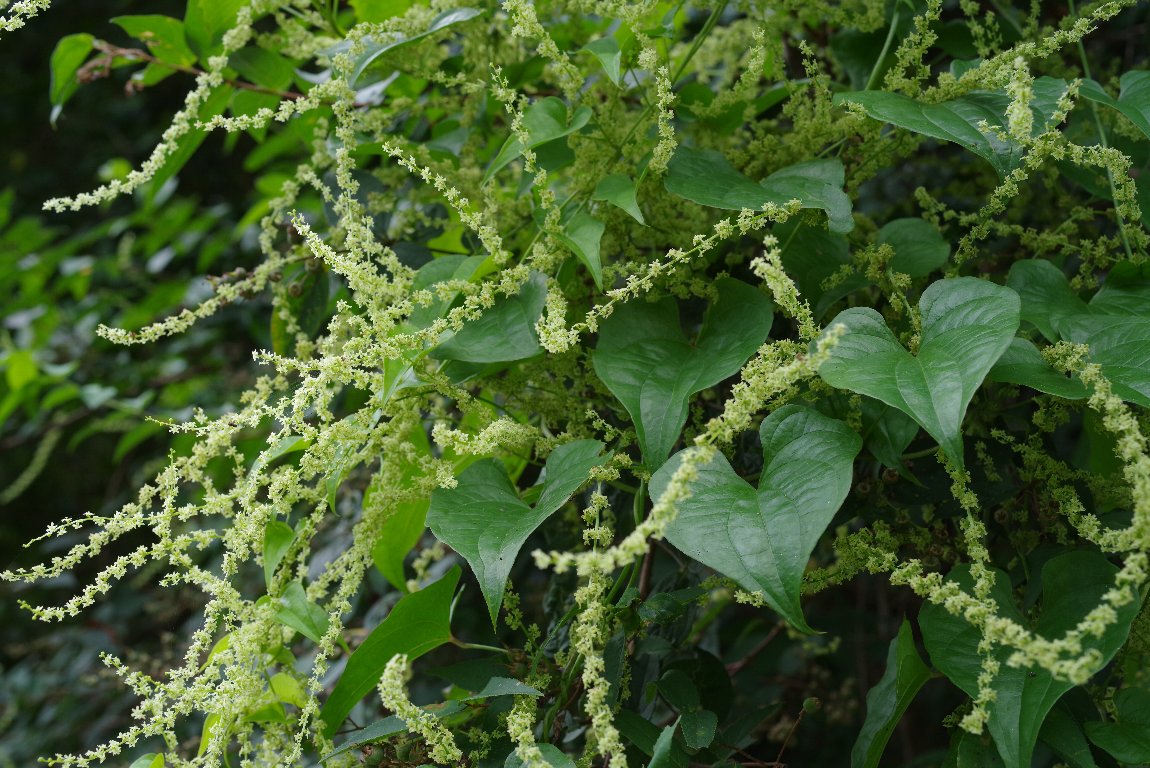 �I�j�h�R��