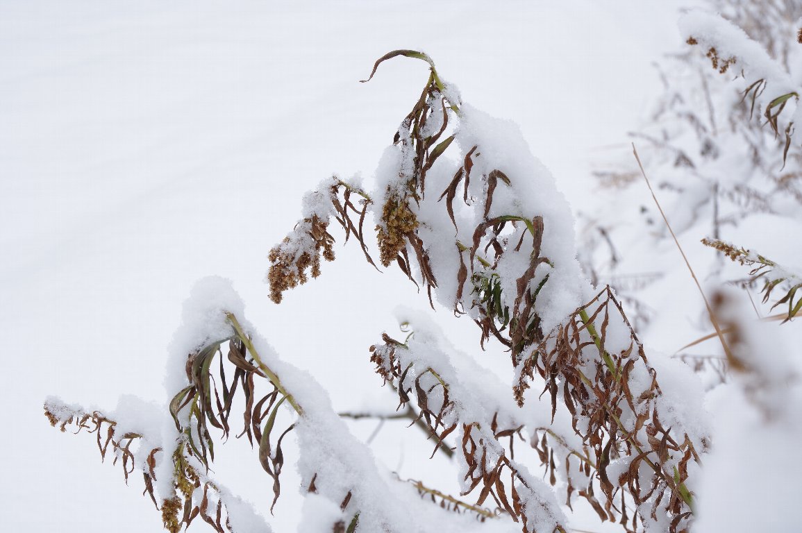 �Z�C�^�J�A���_�`�\�E