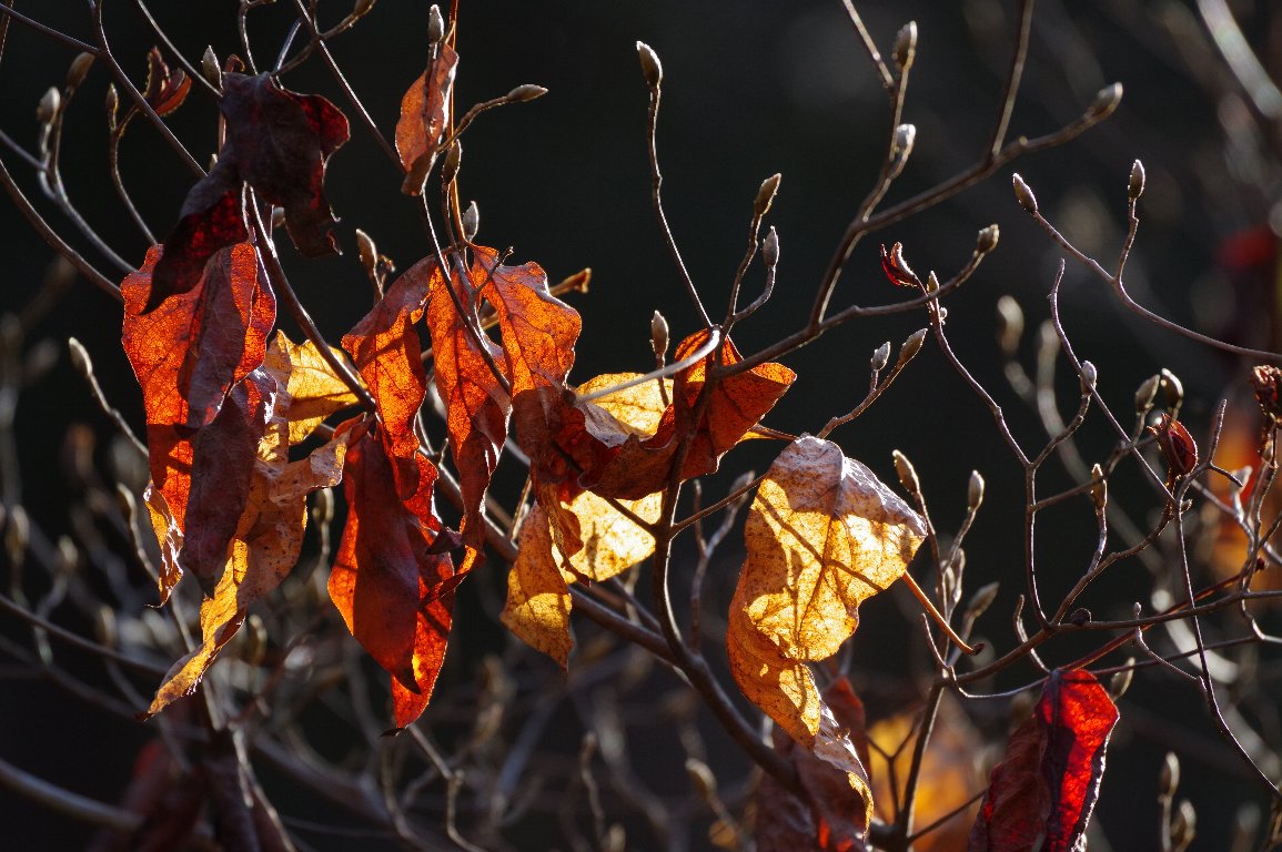 �^�J�m�c��