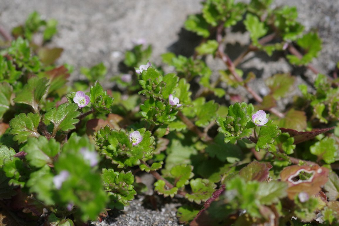 �C�k�m�t�O��