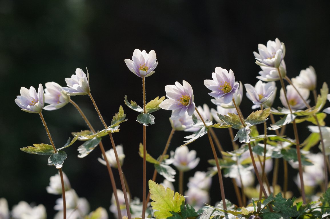 ���L�����C�`�Q