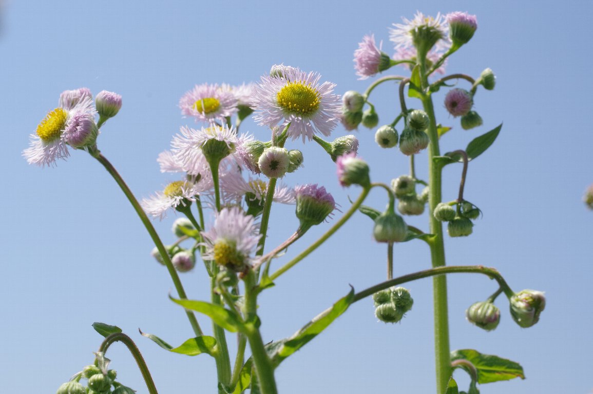 �n���W�I��