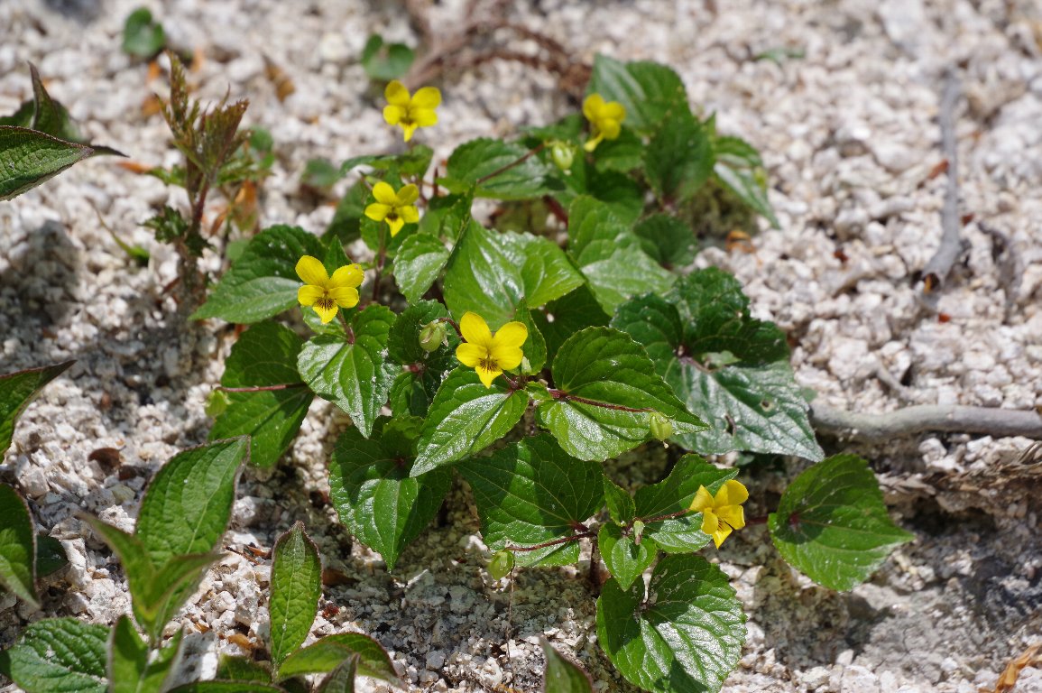 �I�I�o�L�X�~��