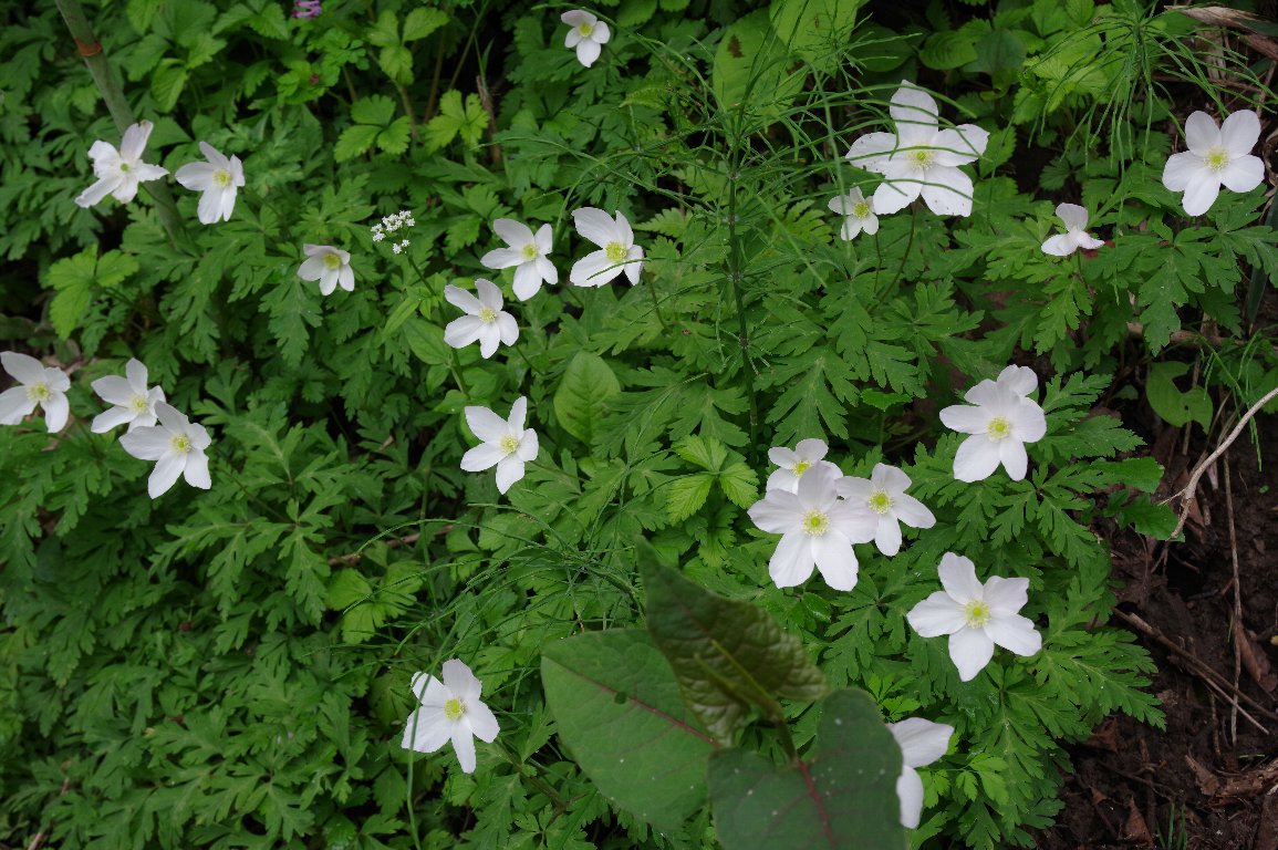 �C�`�����\�E