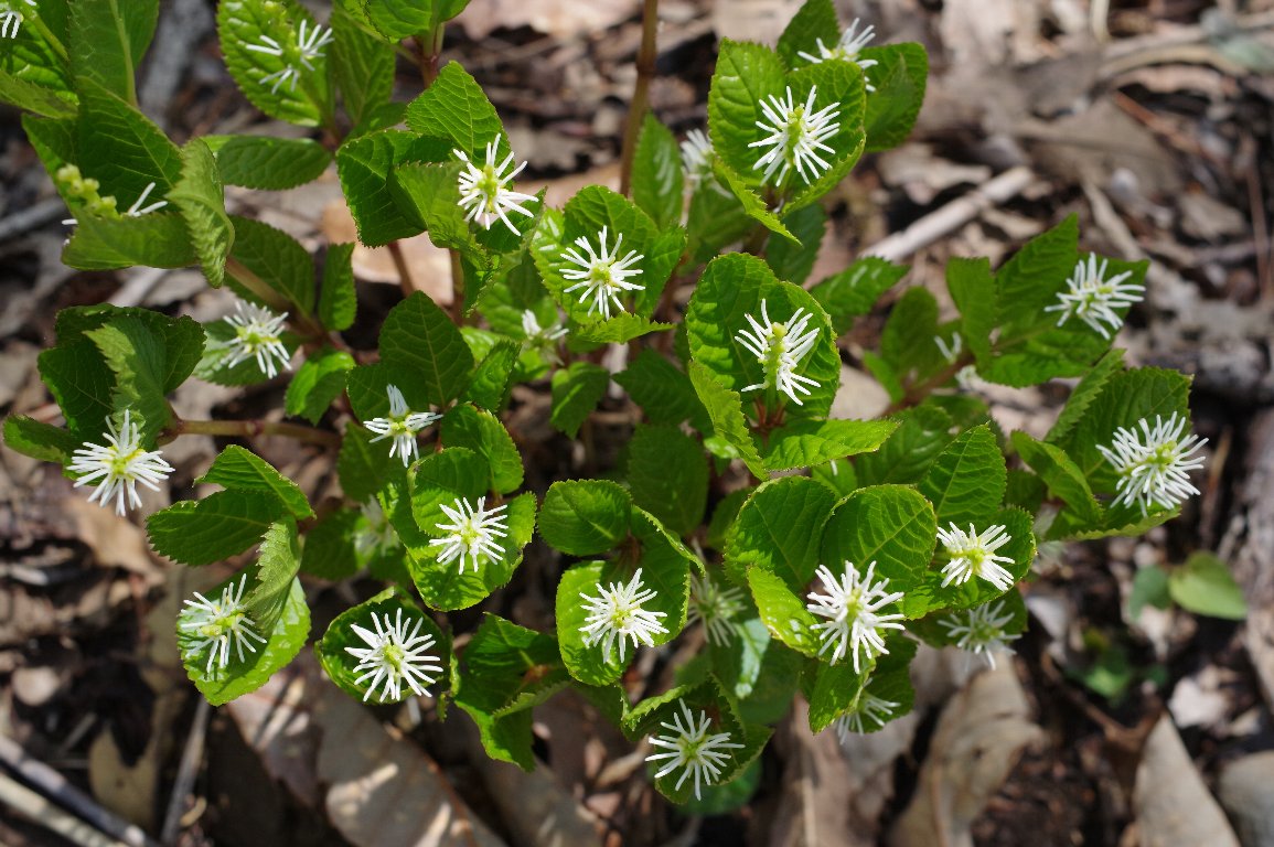 �q�g���V�Y�J