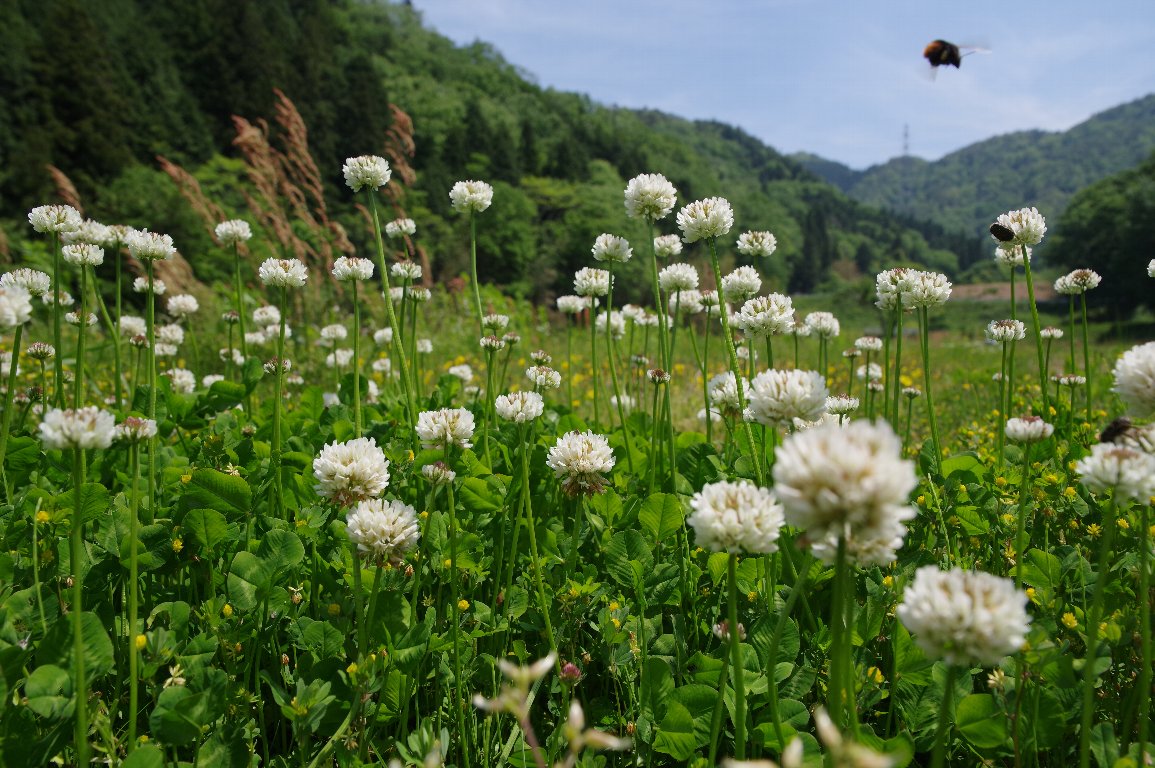 �V���c���N�T