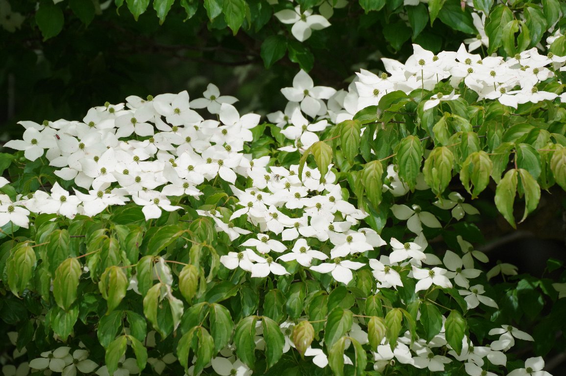 ���}�{�E�V