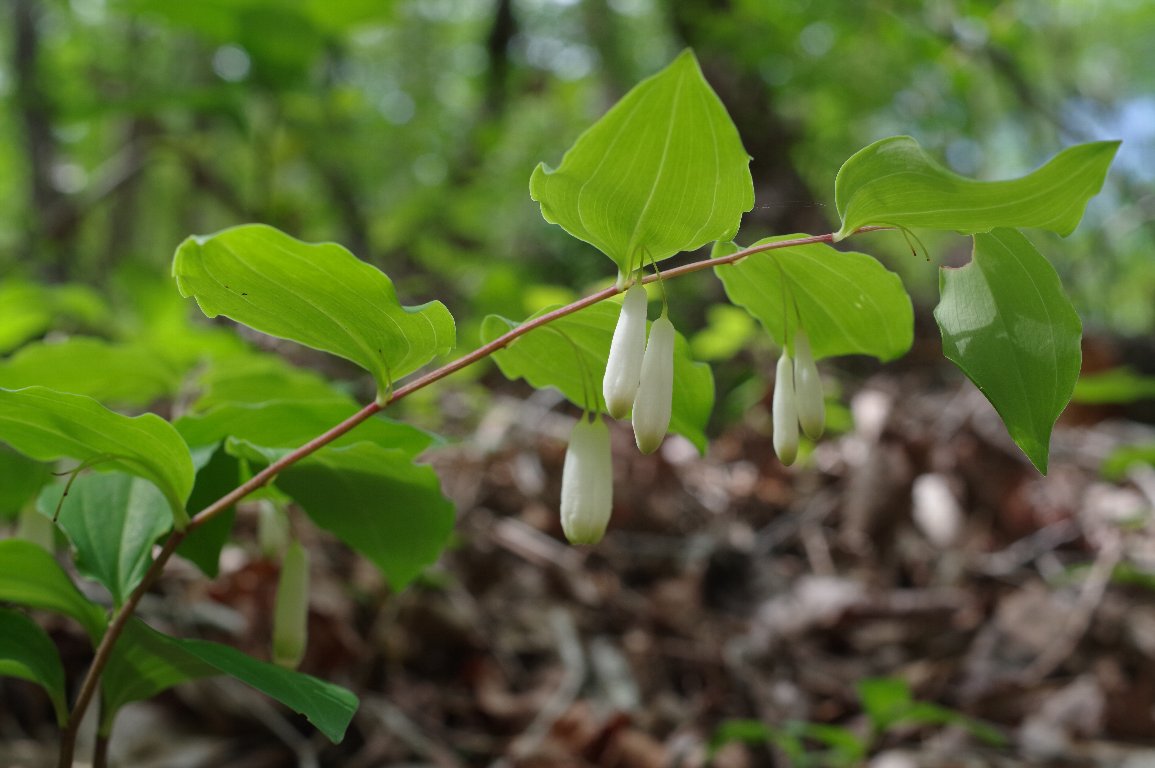 �~���}�i���R����