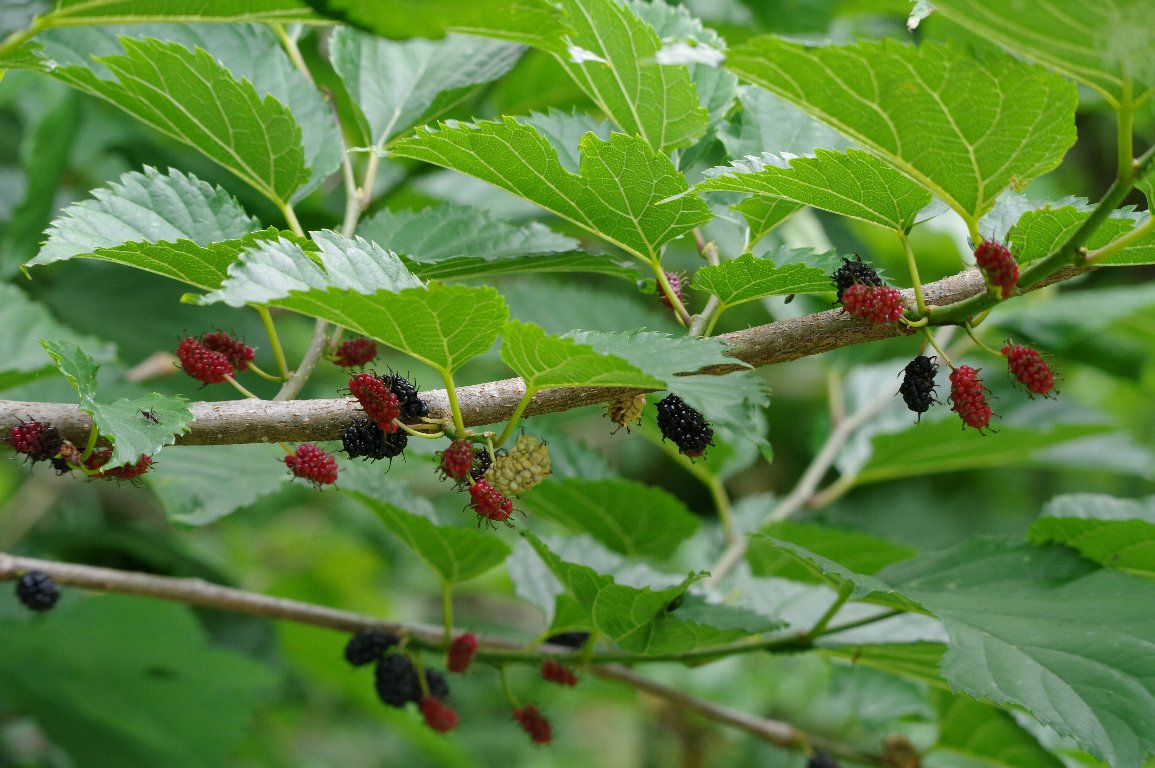 ���}�O��