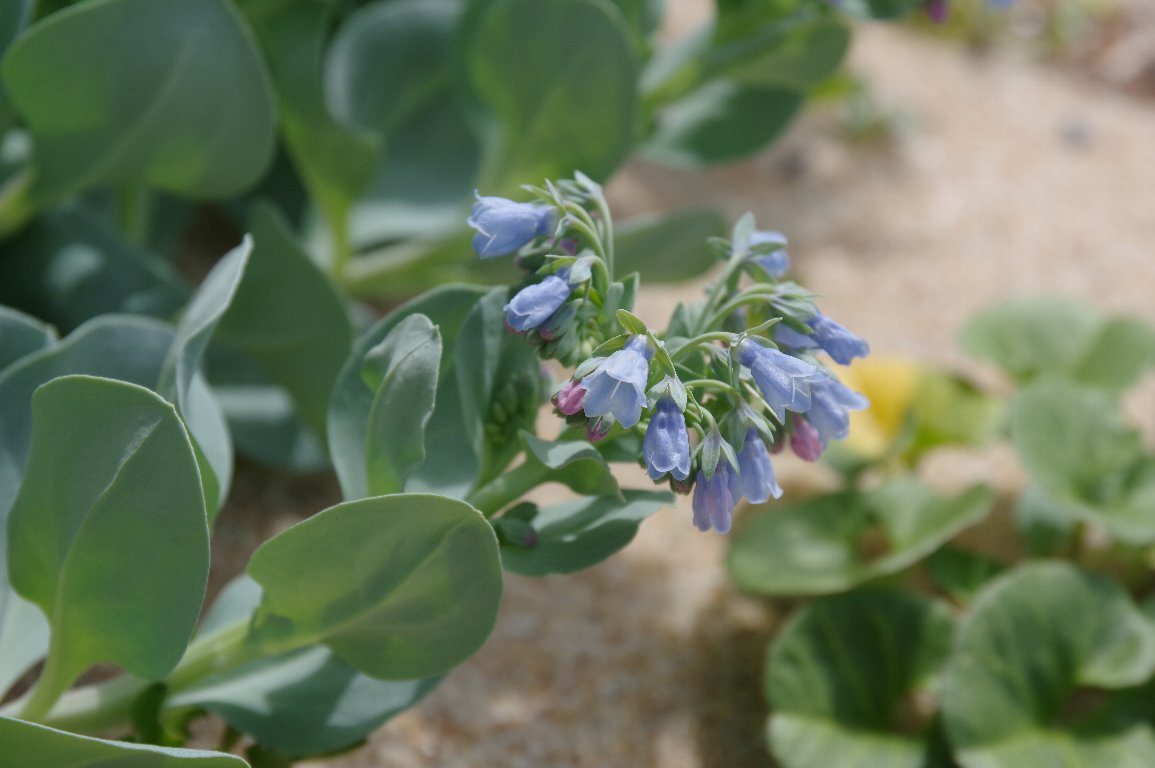 �n�}�x���P�C�\�E