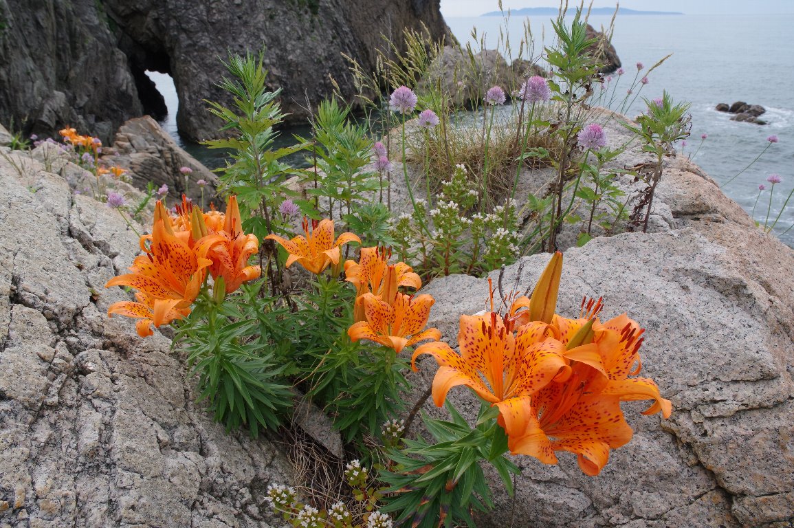 �X�J�V����