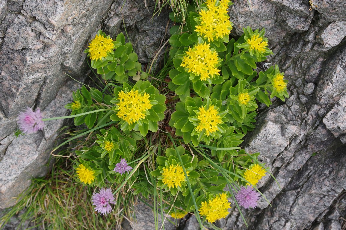 �L�����\�E