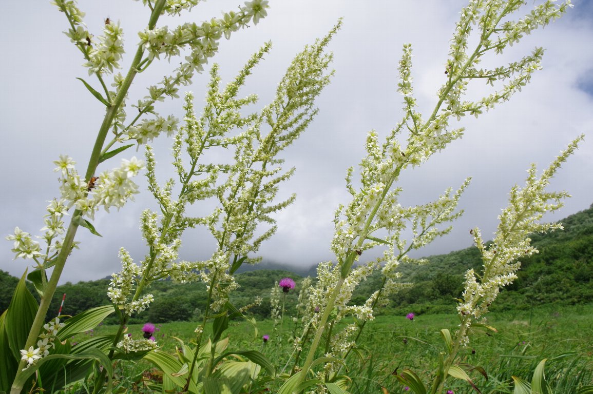 �o�C�P�C�\�E