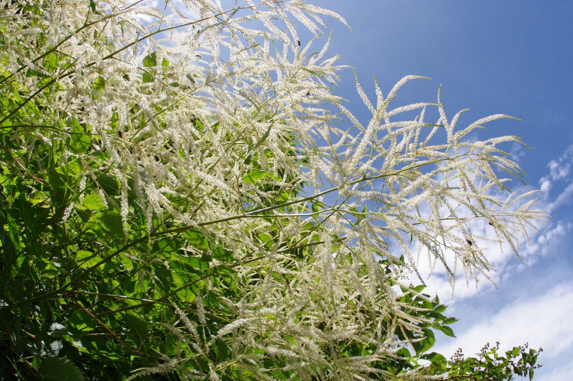 ���}�u�L�V���E�}