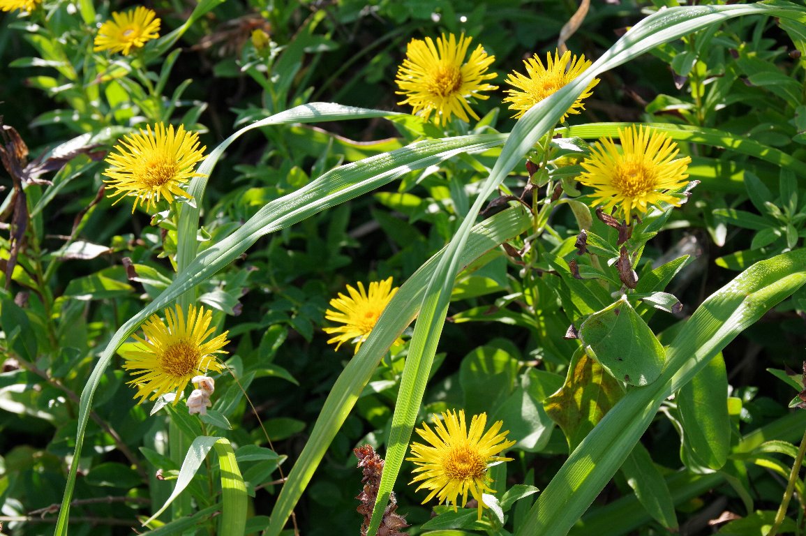 �J�Z���\�E