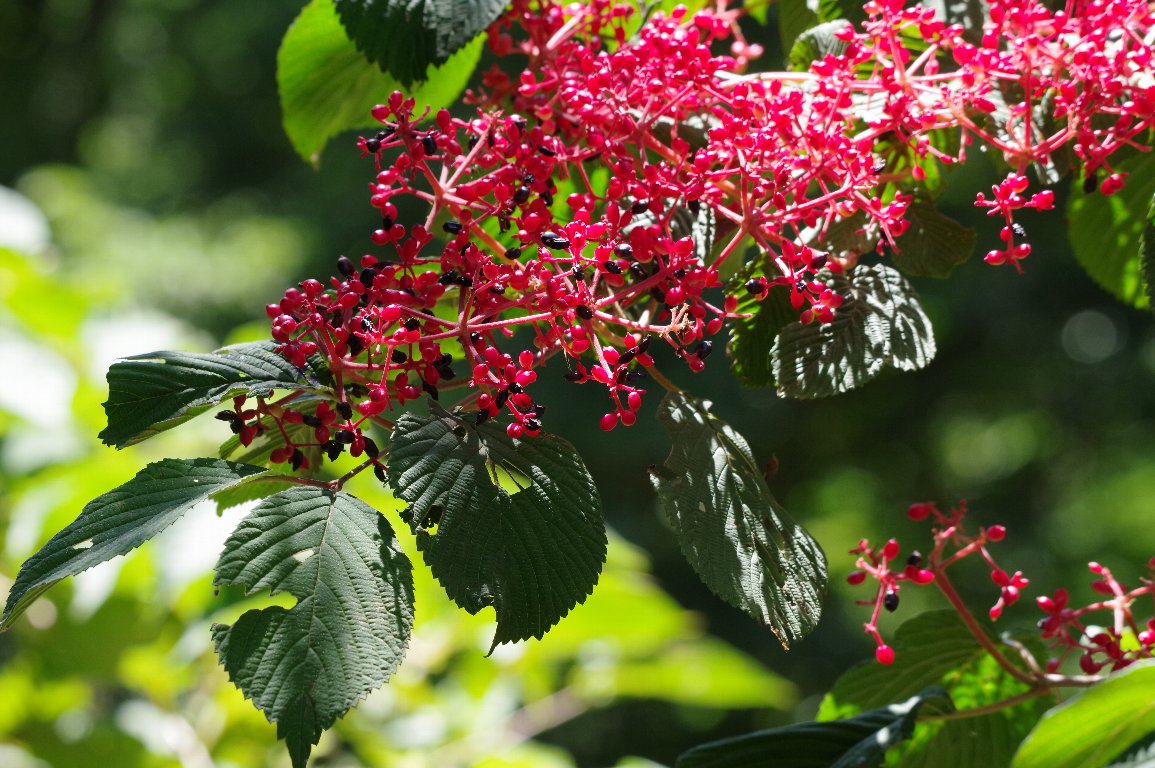 ���u�f�}��