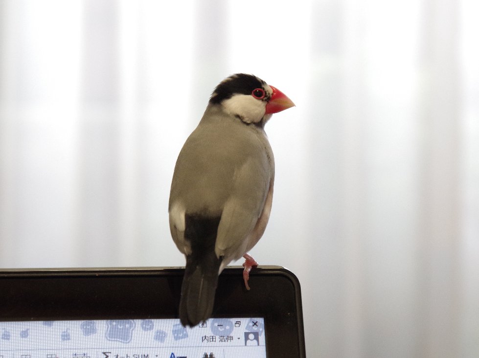 �������낤�P