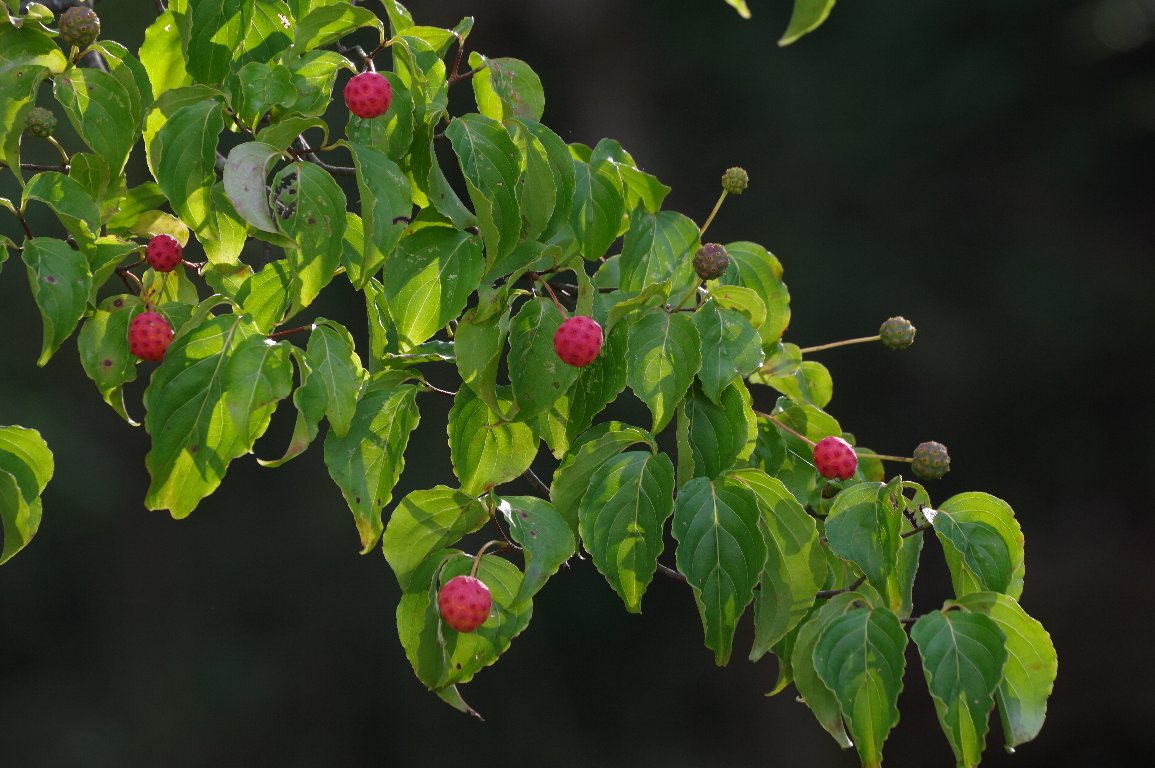 ���}�{�E�V