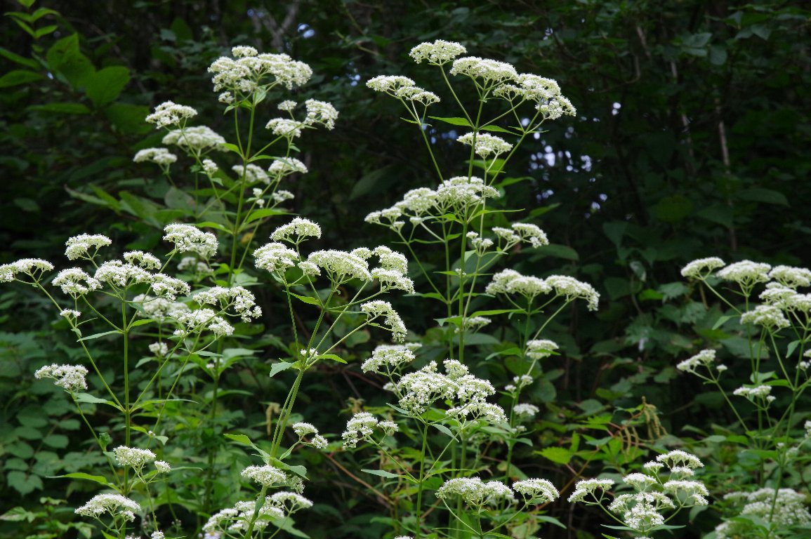 �I�g�R�G�V