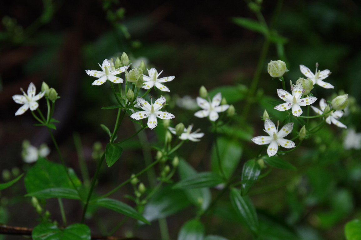 �A�P�{�m�\�E