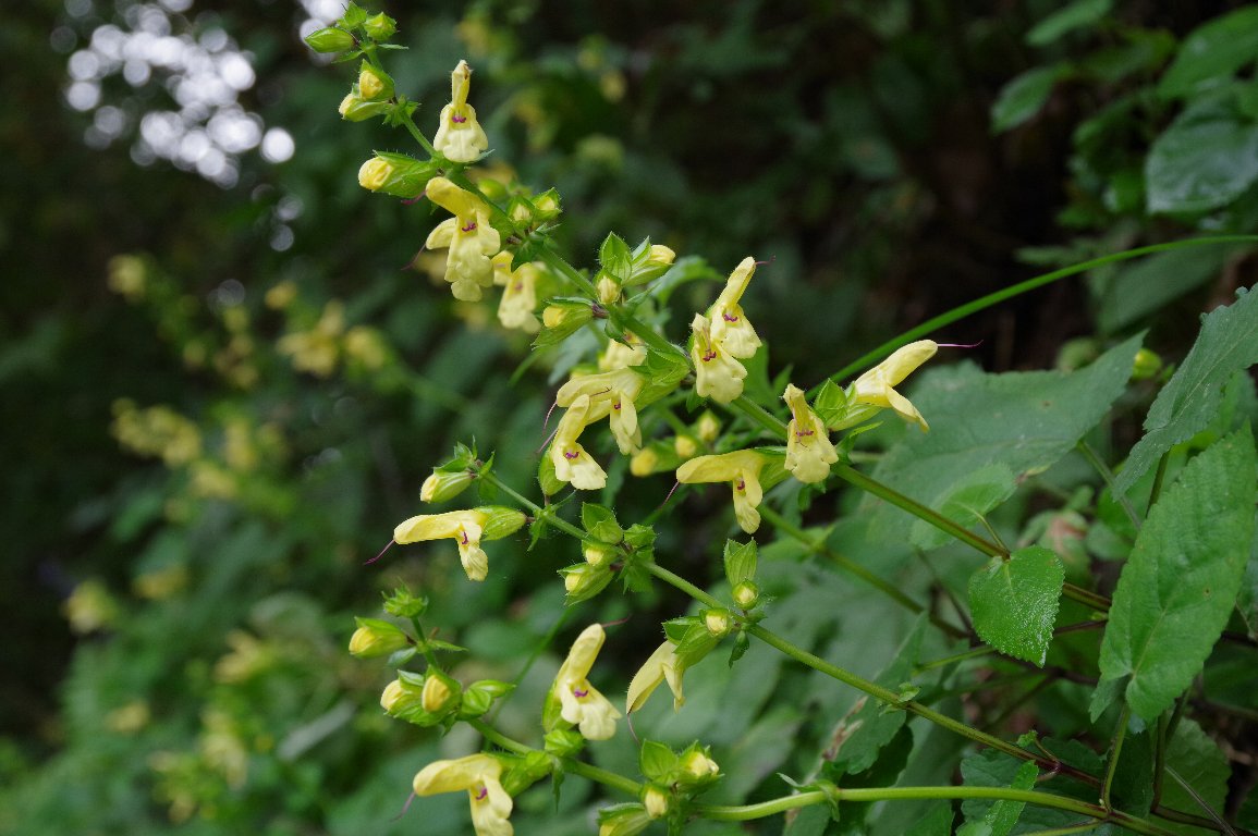 �L�o�i�A�L�M��