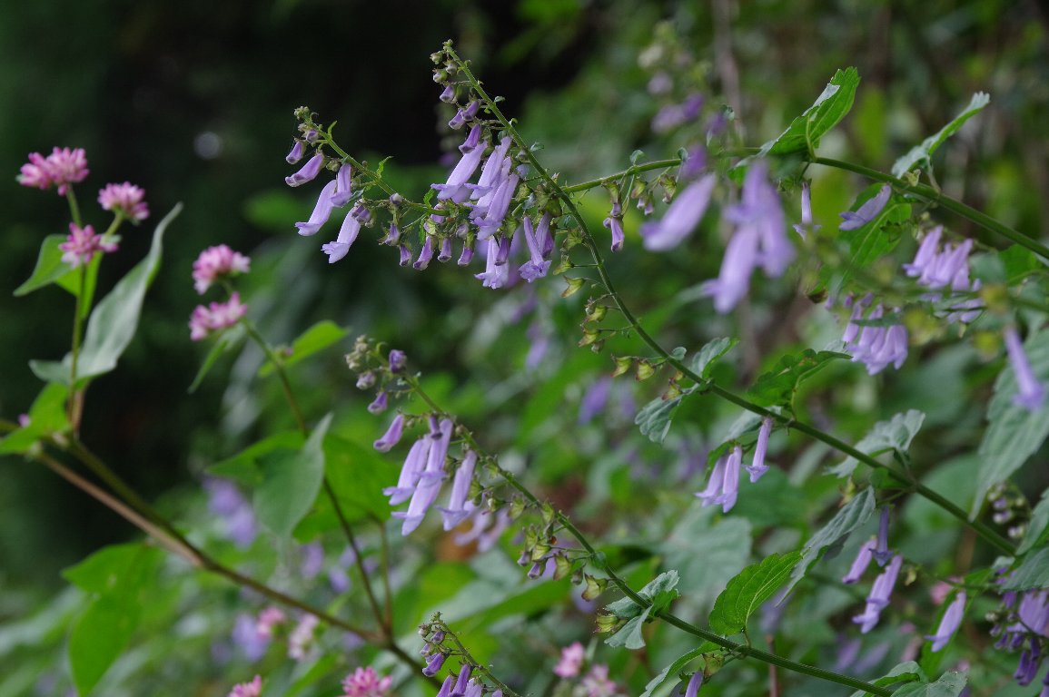 �A�L�`���E�W