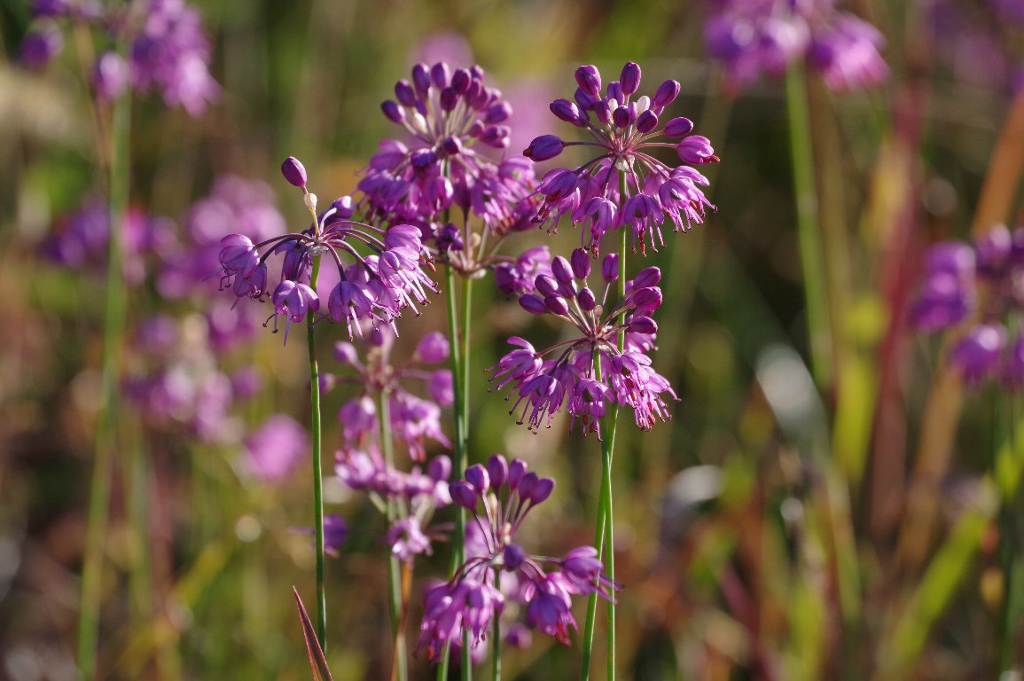 ���}���b�L���E