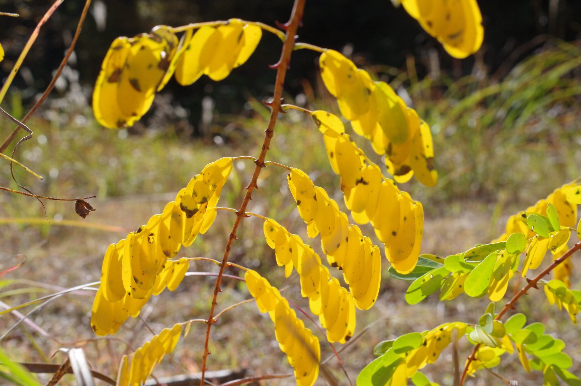 �W���P�c�C�o��