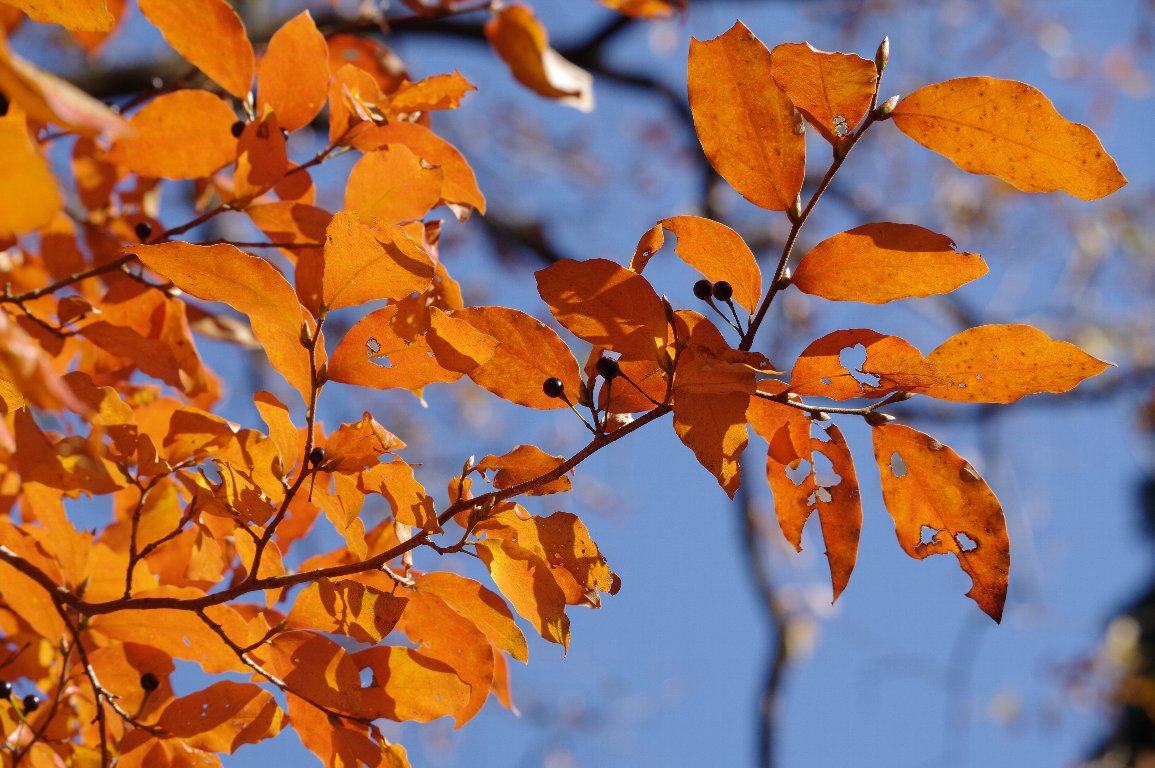 ���}�R�E�o�V