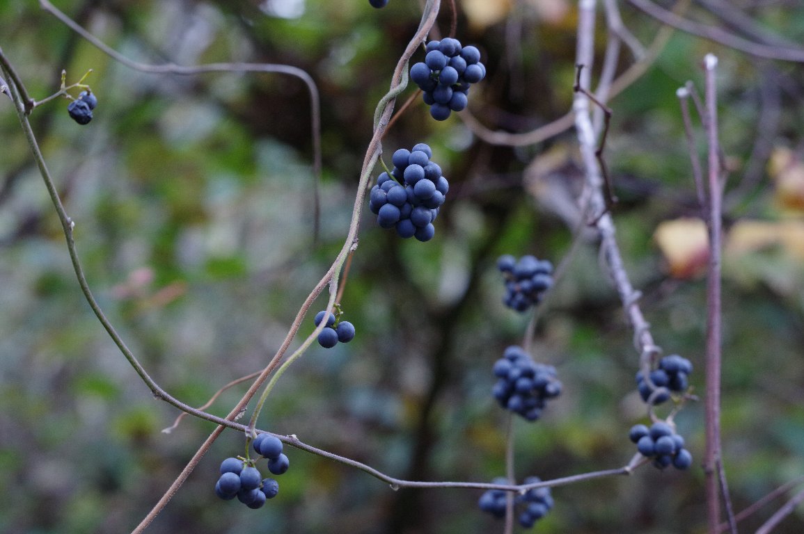 �A�I�c�d���t�W