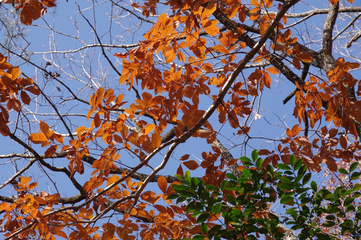 2019年大雪 a－コナラ