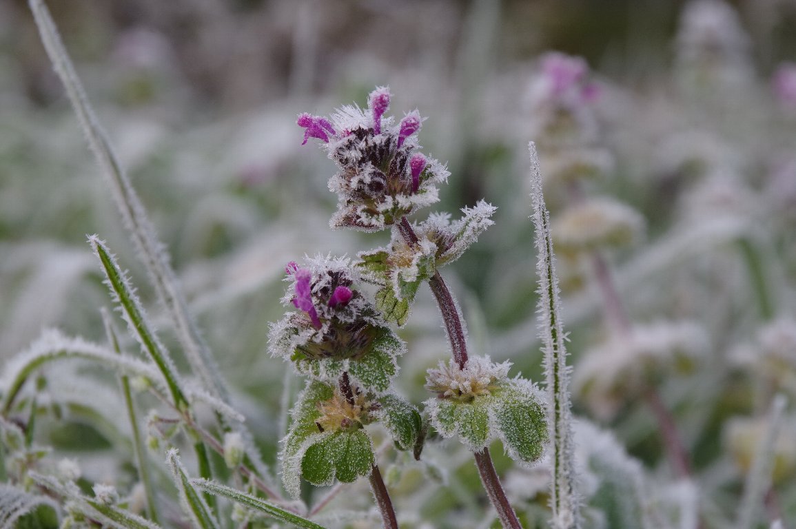 �z�g�P�m�U