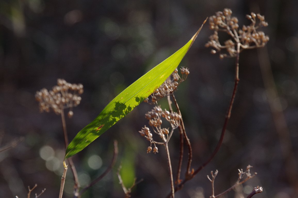 �~�ؘ̖R���