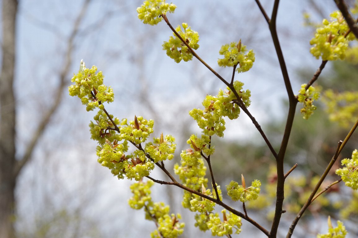 �V�����W