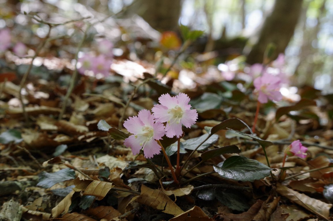 �C���E�`��