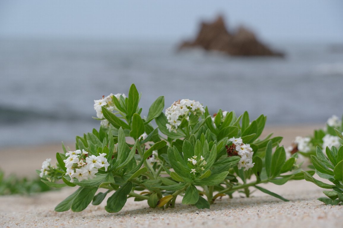 �X�i�r�L�\�E