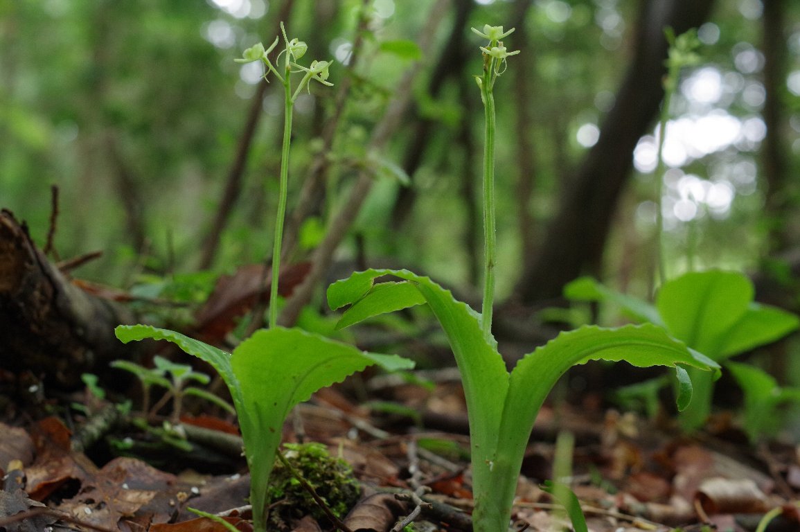 �N���L���\�E