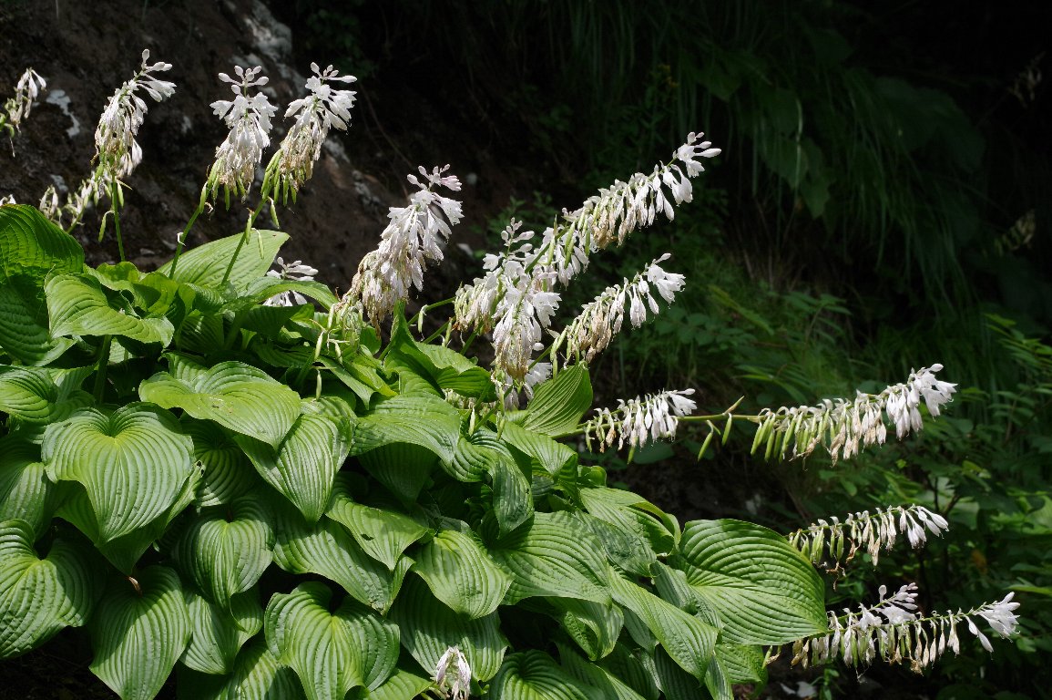 �I�I�o�M�{�E�V